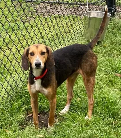 Shamrock thumbnail 3