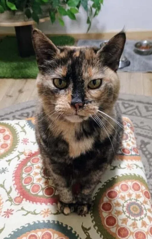 A senior medium-sized female Domestic Short Hair cat named Kiki for adoption in Rutherfordton, NC