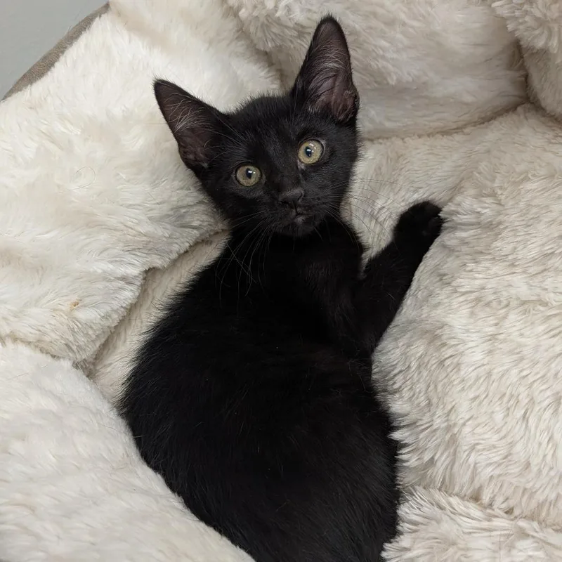 A baby small-sized male Black Domestic Short Hair cat named Theo for adoption in Hannibal, MO