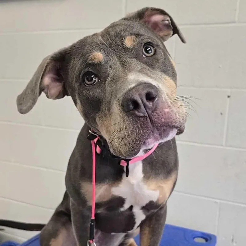 A young medium-sized female Gray / Blue / Silver Pit Bull Terrier dog named Kiwi for adoption in Louisville, KY
