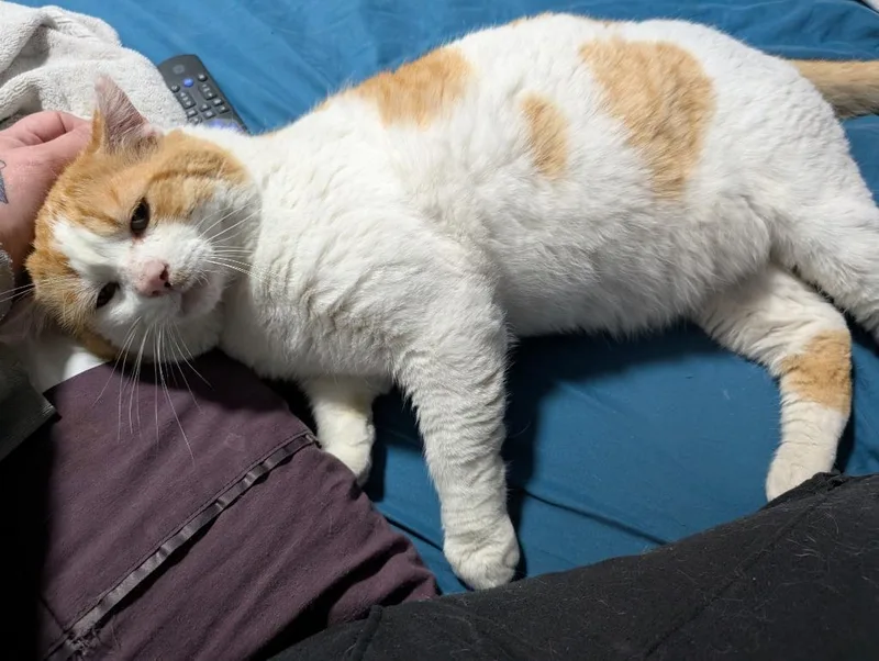 Big Mack thumbnail 2