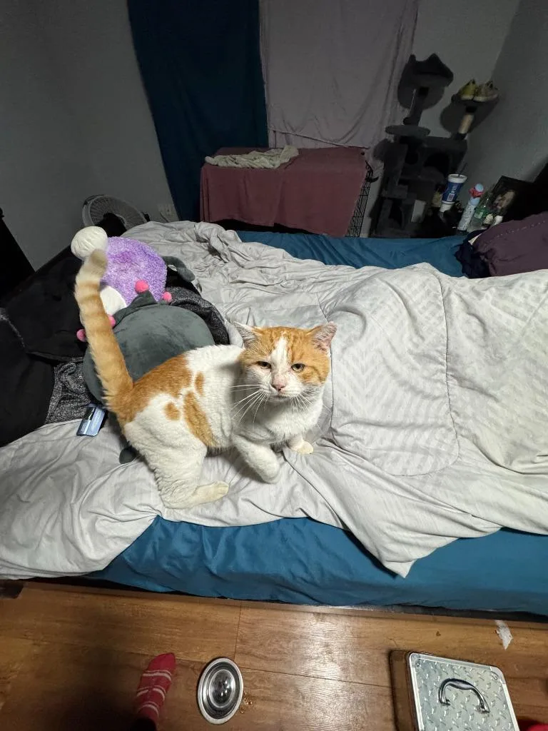 Big Mack thumbnail 3