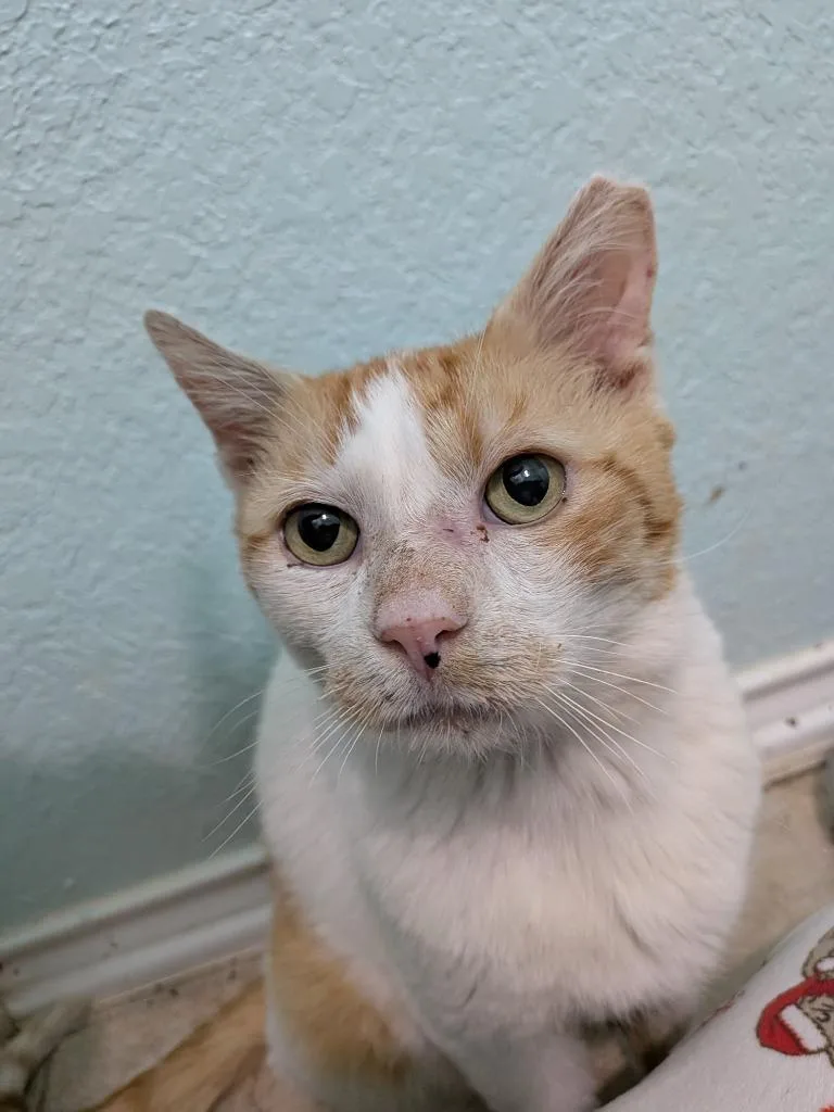 Big Mack thumbnail 4