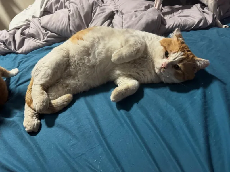 Big Mack thumbnail 5