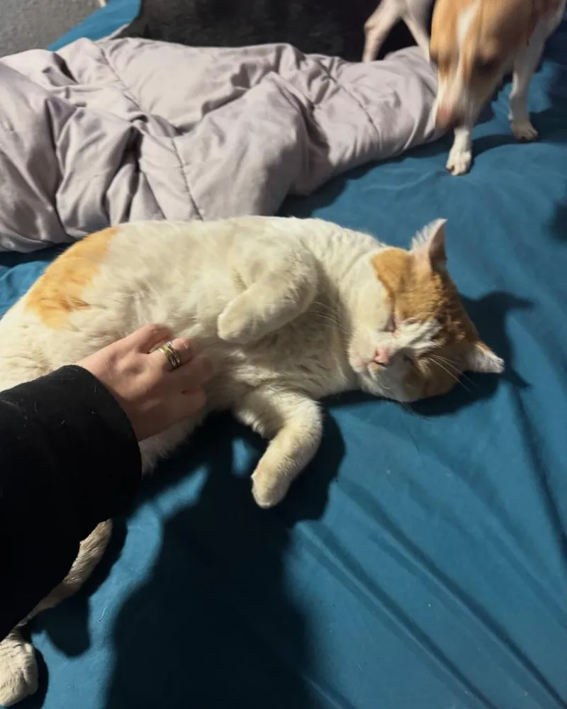 Big Mack thumbnail 6