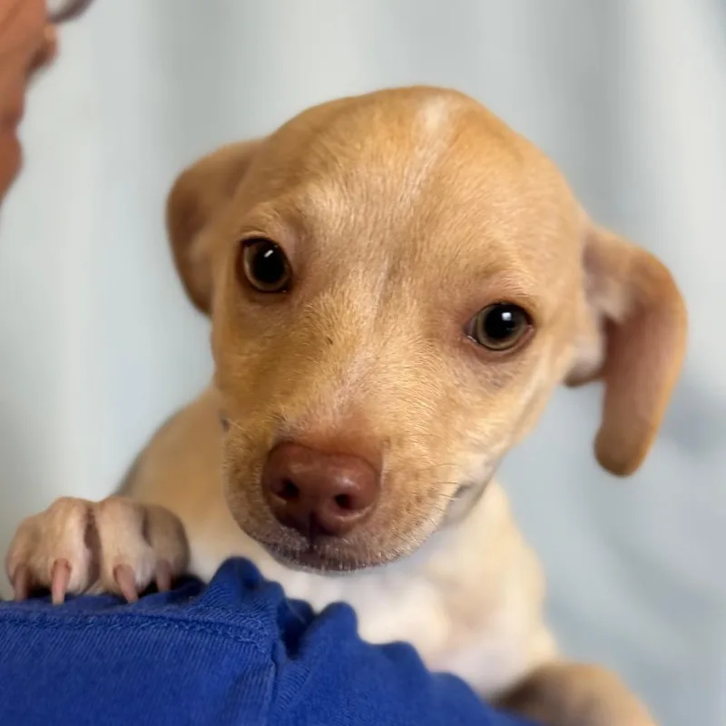 A baby small-sized female Yellow / Tan / Blond / Fawn Black Mouth Cur dog named Bubbles for adoption in Santa Barbara, CA
