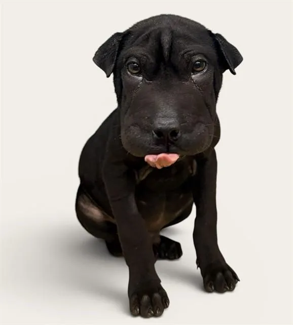 A baby small-sized male Shar-Pei dog named Ma for adoption in Agoura, CA