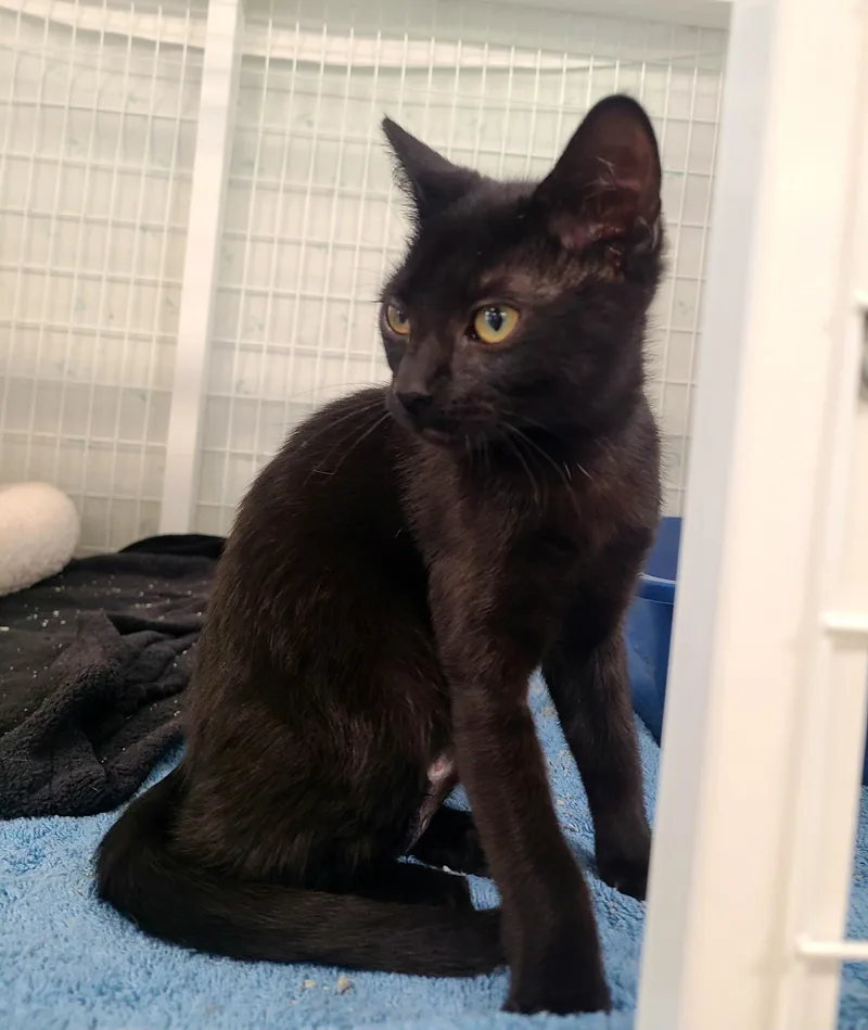A baby medium-sized female Black Siamese cat named Ghost & Serrano for adoption in Kirkland, WA