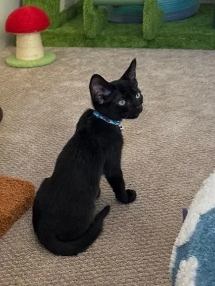 A baby medium-sized female Domestic Short Hair cat named Billie — The Quiet for adoption in Prescott, AZ