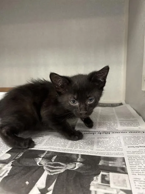 A baby large-sized male Domestic Short Hair cat named Shadow for adoption in Dallas, TX