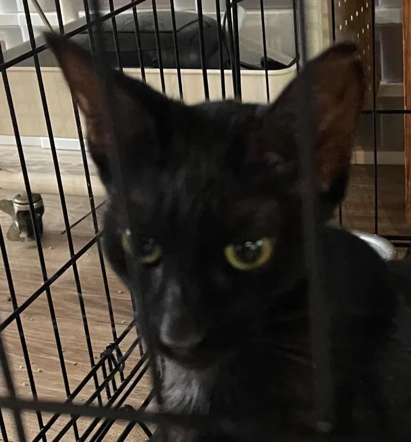 A young medium-sized female Domestic Short Hair cat named Caroline for adoption in Saginaw, MI