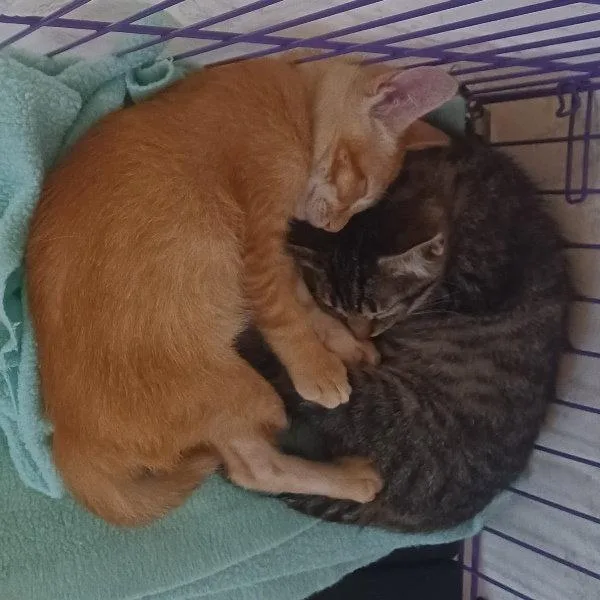 A baby small-sized female Tabby cat named Rikki for adoption in San Jose, CA