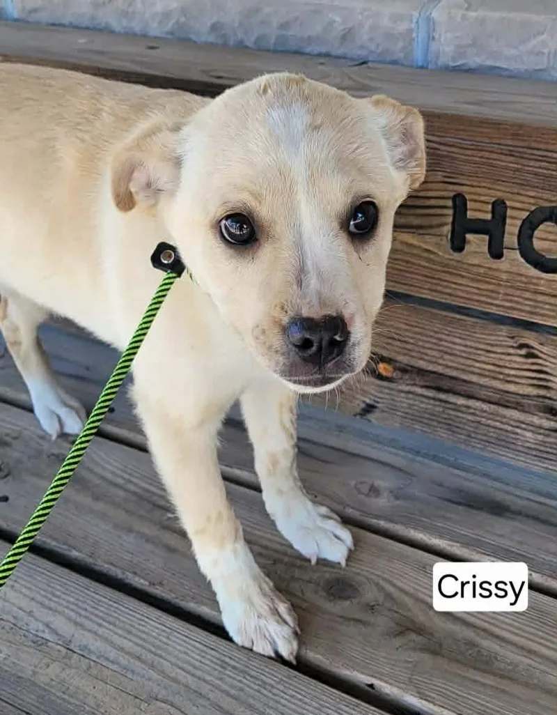 A baby medium-sized female Yellow / Tan / Blond / Fawn American Eskimo Dog dog named Chrissy for adoption in St. Clairsville, OH