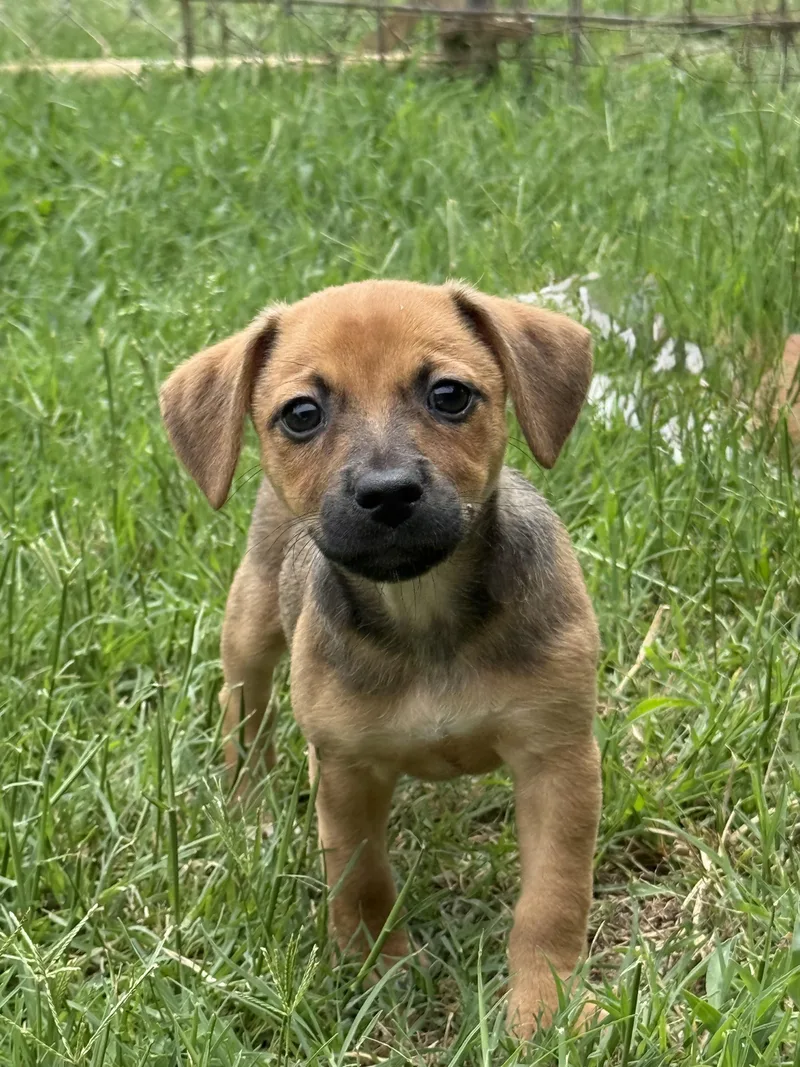 A baby small-sized female Brown / Chocolate Mixed Breed dog named Velma for adoption in Seale, AL