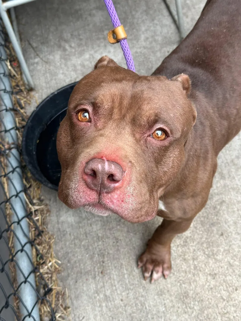 An adult medium-sized male Brown / Chocolate Pit Bull Terrier dog named Drumstick for adoption in Chicago, IL