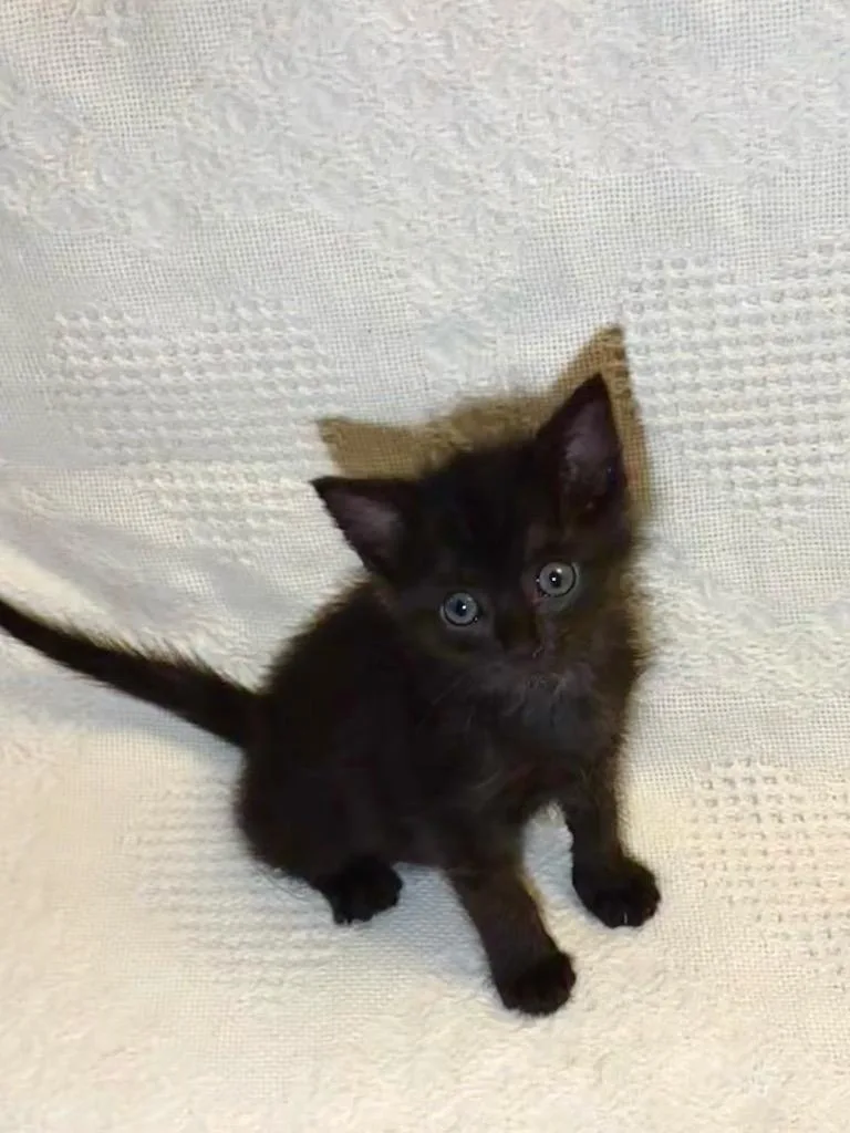 A baby medium-sized male Domestic Short Hair cat named Mercury for adoption in Hoover , AL