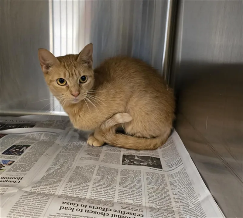 A young medium-sized female Domestic Short Hair cat named Nala for adoption in Houston, TX