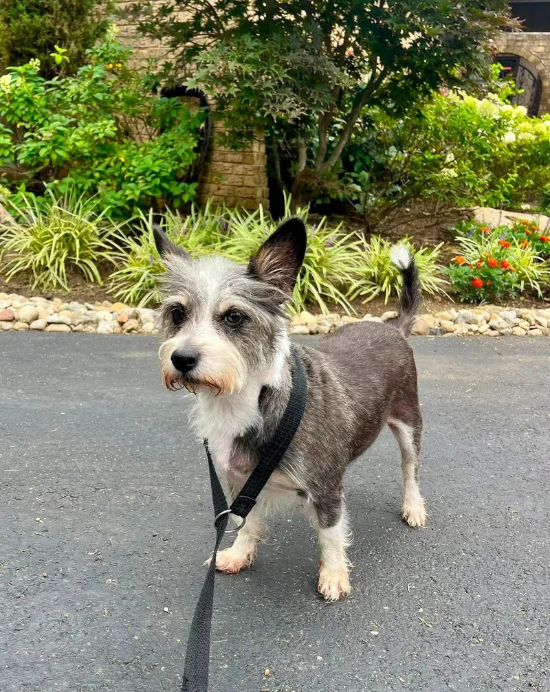 A senior small-sized male Schnauzer dog named Nugget for adoption in Germantown, OH