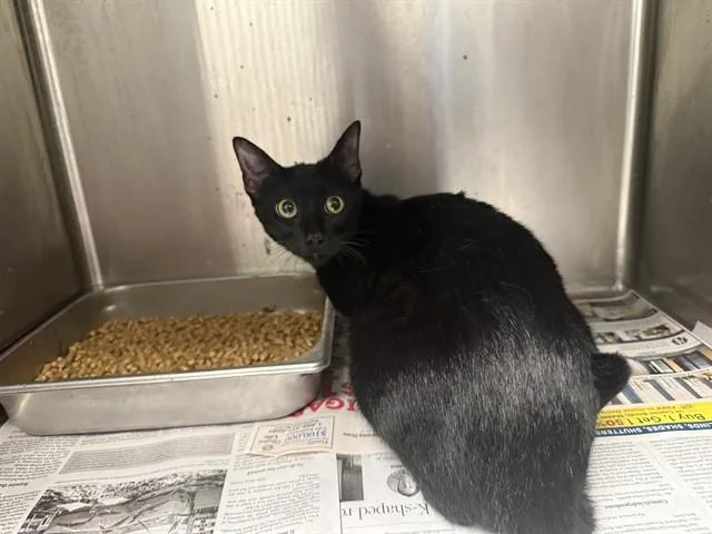 A young small-sized female Domestic Short Hair cat named Letha for adoption in Garland, TX