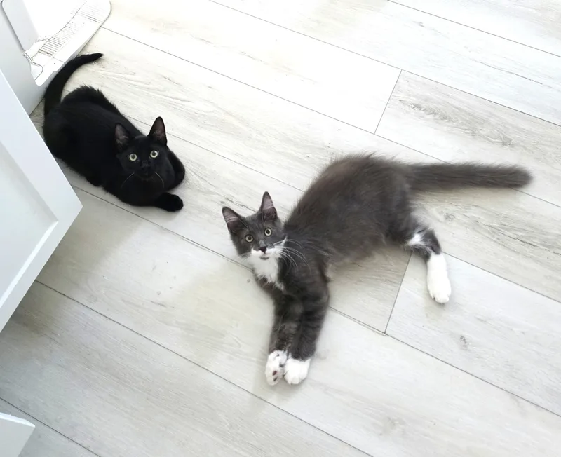 A baby small-sized male Gray & White Domestic Long Hair cat named Fred for adoption in Orange, CA