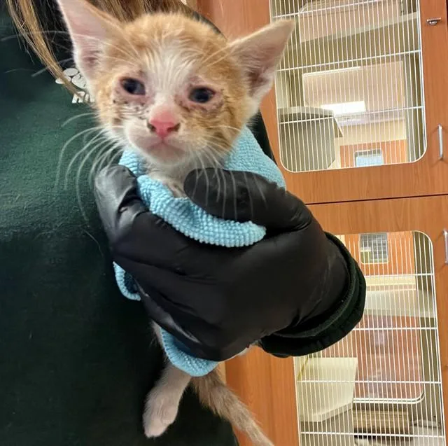 A baby small-sized male Domestic Short Hair cat named A for adoption in Thousand Palms, CA