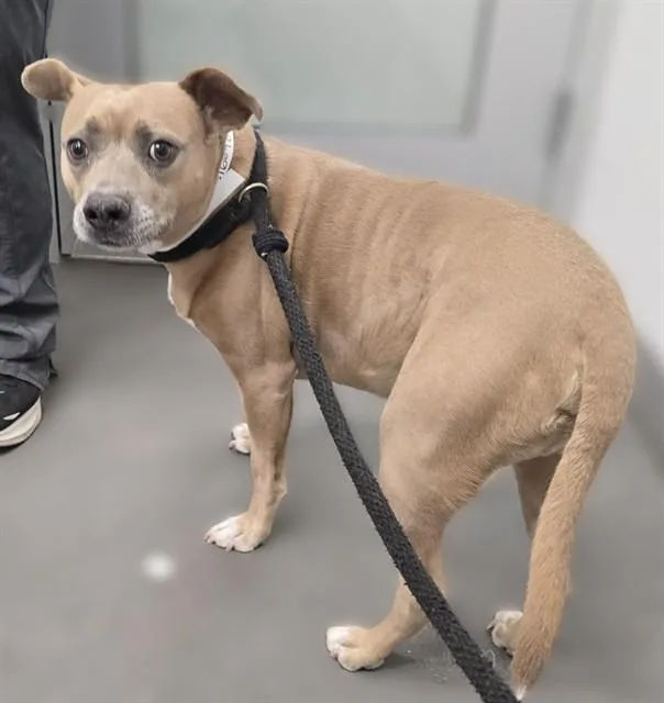 A young large-sized male Staffordshire Bull Terrier dog named Hugo for adoption in Mesa, AZ