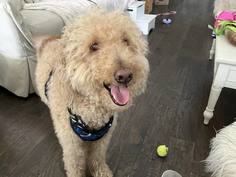 A senior medium-sized male Labradoodle dog named Chuey for adoption in Winter Garden, FL