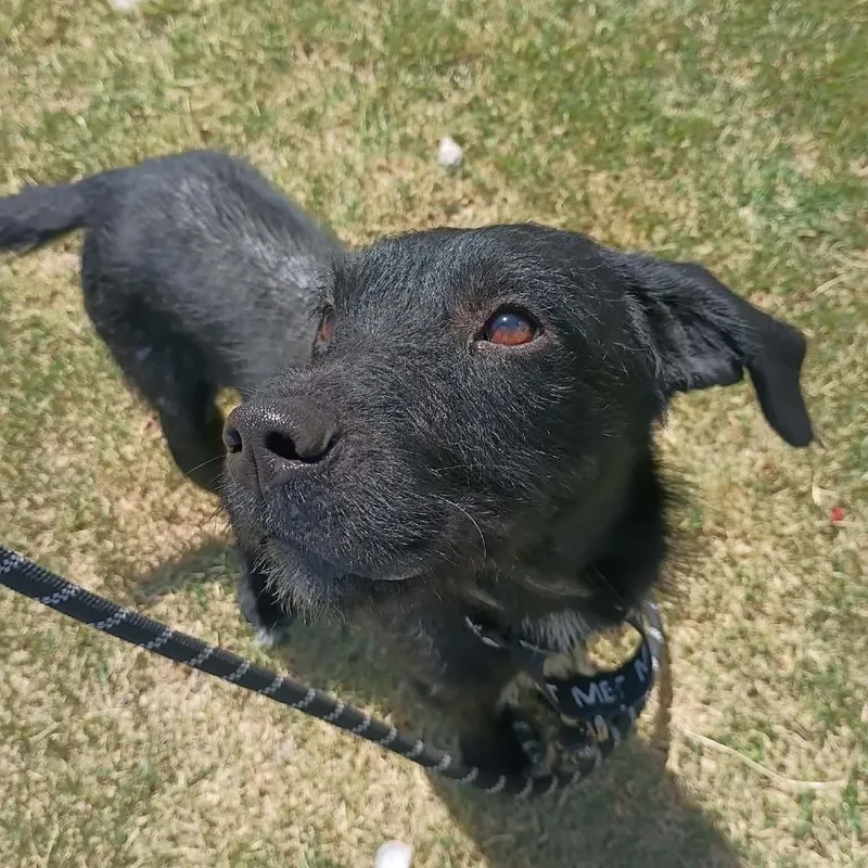 An adult small-sized male Black Mixed Breed dog named Cole for adoption in Duncan, OK