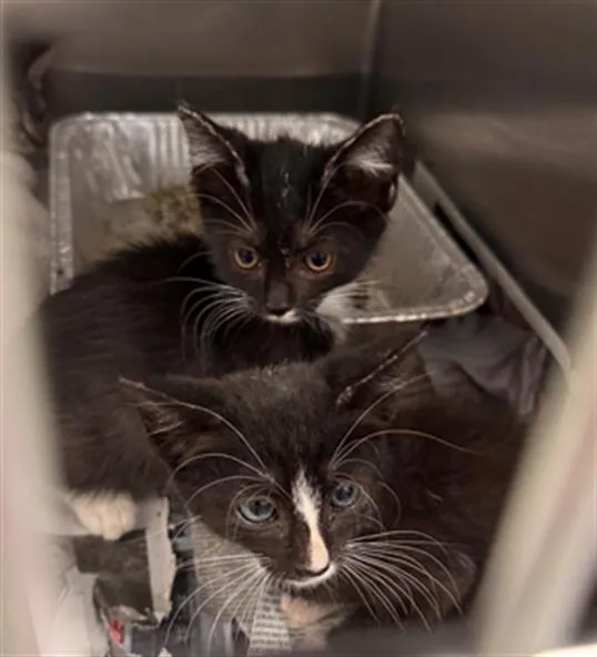 A baby small-sized female Domestic Short Hair cat named Stanley for adoption in Tustin, CA