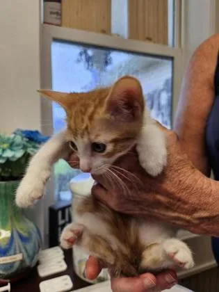 A baby small-sized female Domestic Short Hair cat named Fawn for adoption in Port Saint Joe, FL
