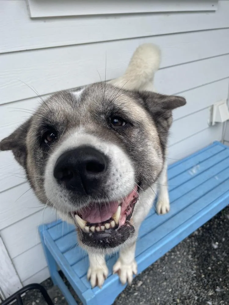 An adult large-sized female Akita dog named Saphira for adoption in Trenton, ME