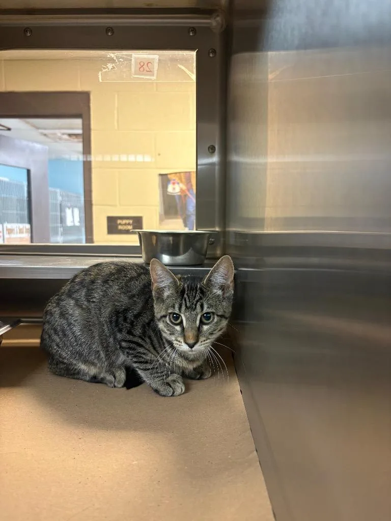 A baby medium-sized female Domestic Short Hair cat named Derpy for adoption in Nacogdoches, TX