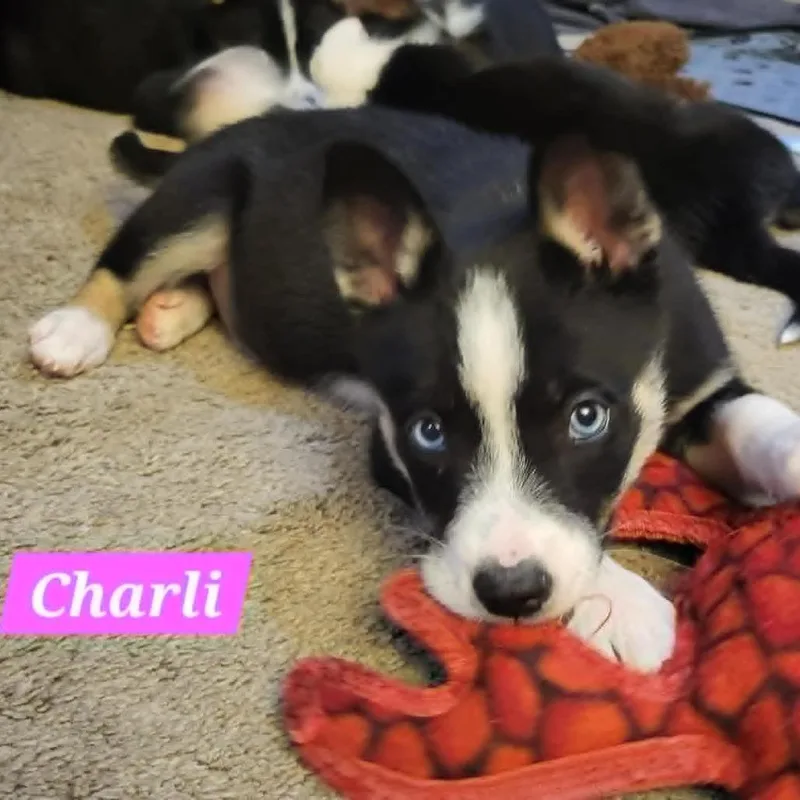 A baby medium-sized female Black Husky dog named Charli for adoption in Olathe, KS