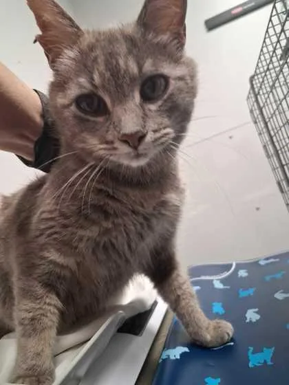 An adult small-sized female Domestic Short Hair cat named Sarah for adoption in Sevierville, TN