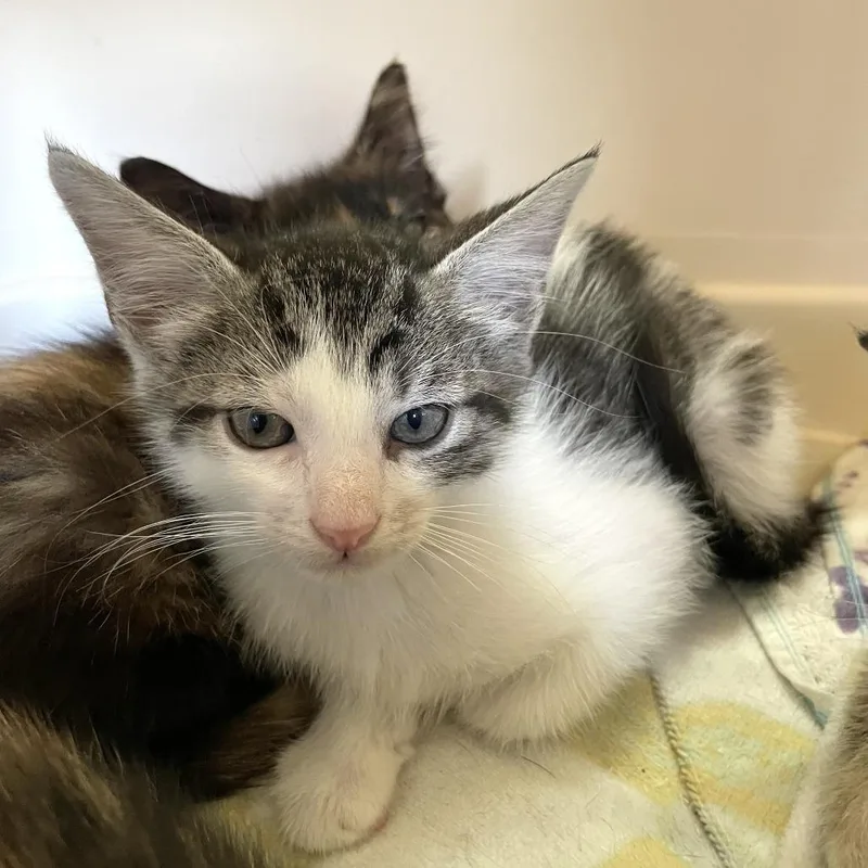 A baby small-sized male Gray / Blue / Silver Domestic Short Hair cat named Zapp's for adoption in Carencro, LA