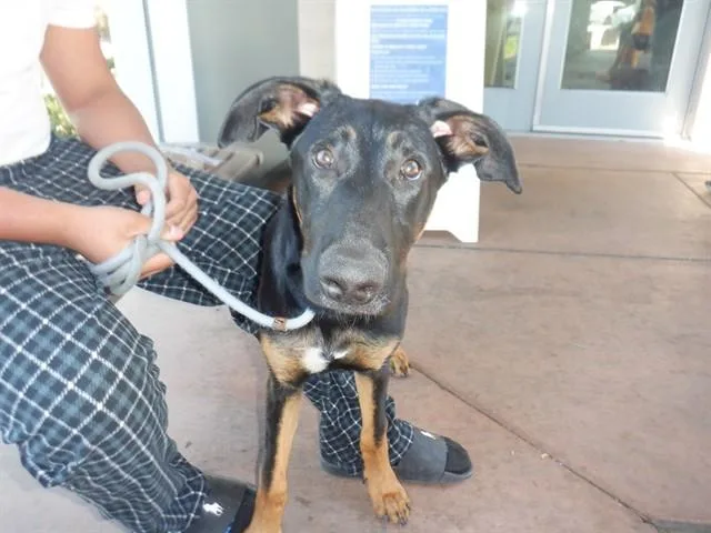 A baby small-sized female German Shepherd Dog dog named Trudy for adoption in San Jose, CA