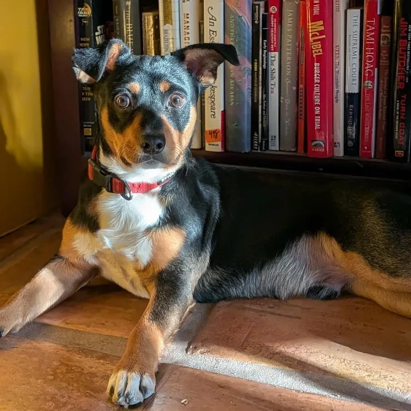 Finley