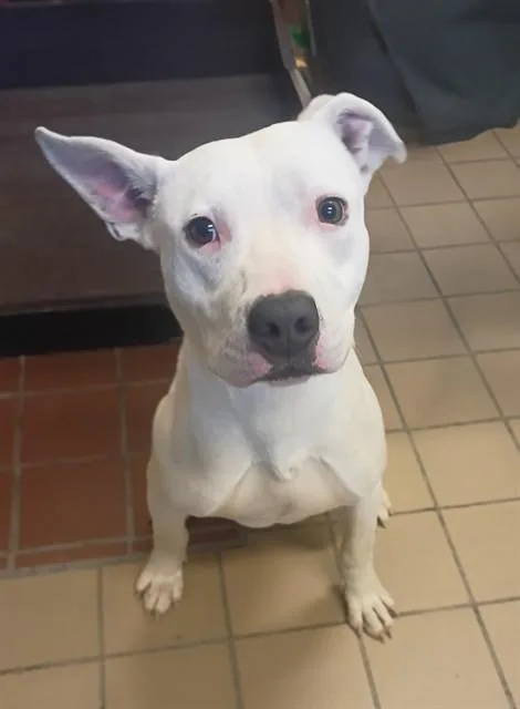 A young large-sized male Pit Bull Terrier dog named Harvey for adoption in Castaic, CA