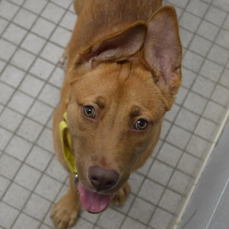 A young medium-sized female Yellow / Tan / Blond / Fawn German Shepherd Dog dog named Hemi for adoption in Camden, DE