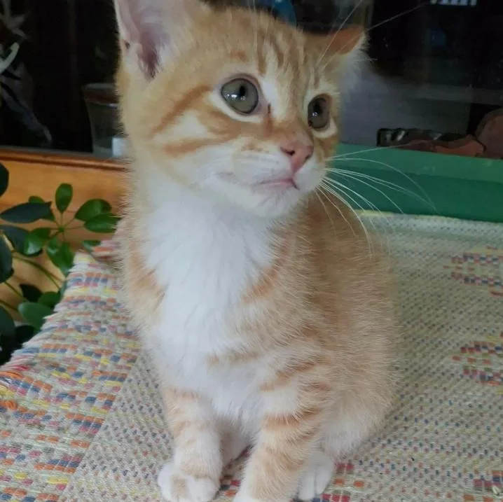 A young small-sized male Orange & White Domestic Short Hair cat named Copper for adoption in Gresham, WI