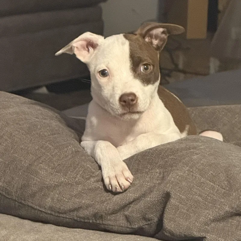 A baby medium-sized female White / Cream American Staffordshire Terrier dog named Penne for adoption in Proctorville, OH