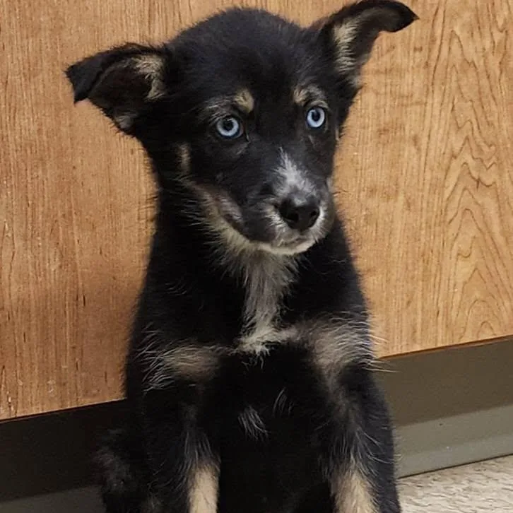 A baby small-sized female Black Husky dog named Reecie for adoption in Danville, VA