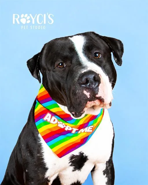 An adult large-sized male Pit Bull Terrier dog named Gargoyle for adoption in West Valley City, UT