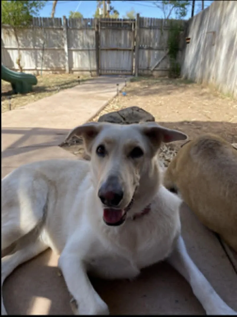 An adult large-sized female White / Cream German Shepherd Dog dog named Countesy Post for Nina for adoption in Glendale, AZ