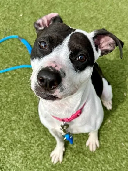 An adult medium-sized female White / Cream Mixed Breed dog named Torie for adoption in Wichita, KS