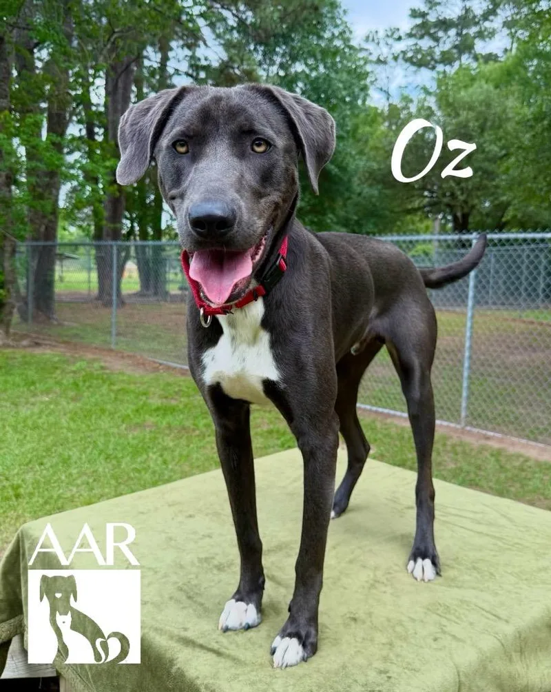 Oz thumbnail 3