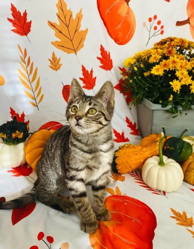 A baby small-sized female Brown / Chocolate Domestic Short Hair cat named Aqua Tofana for adoption in Milton, DE