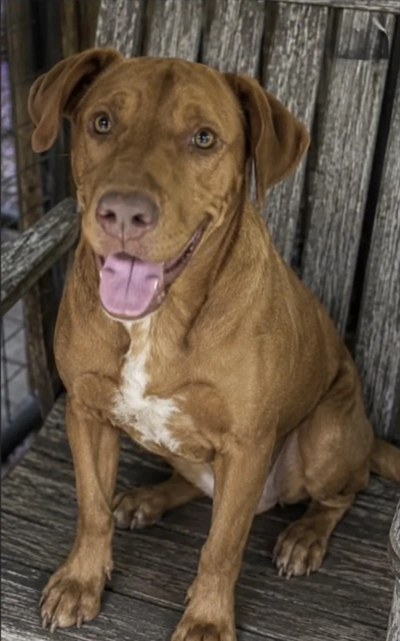 A young medium-sized male Red / Chestnut / Orange Labrador Retriever dog named Zip for adoption in Watertown, CT