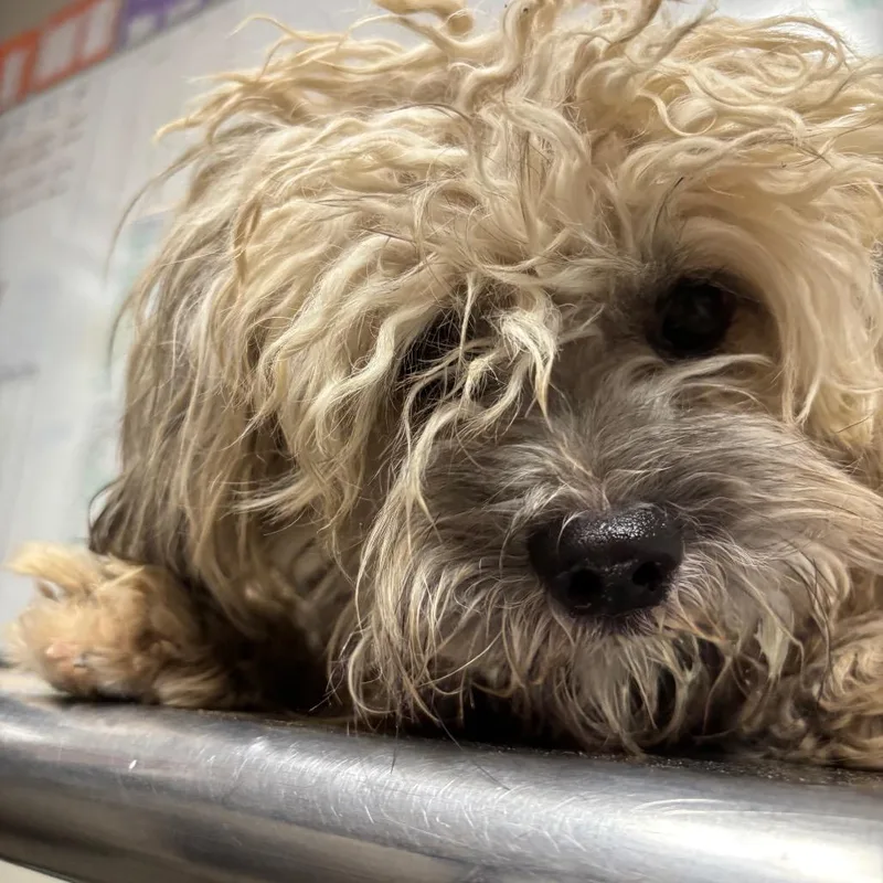 An adult medium-sized male White / Cream Mixed Breed dog named Churro for adoption in Yuma, AZ