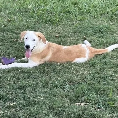 A young medium-sized male Brown / Chocolate Anatolian Shepherd dog named Snoopy for adoption in Quitman, TX